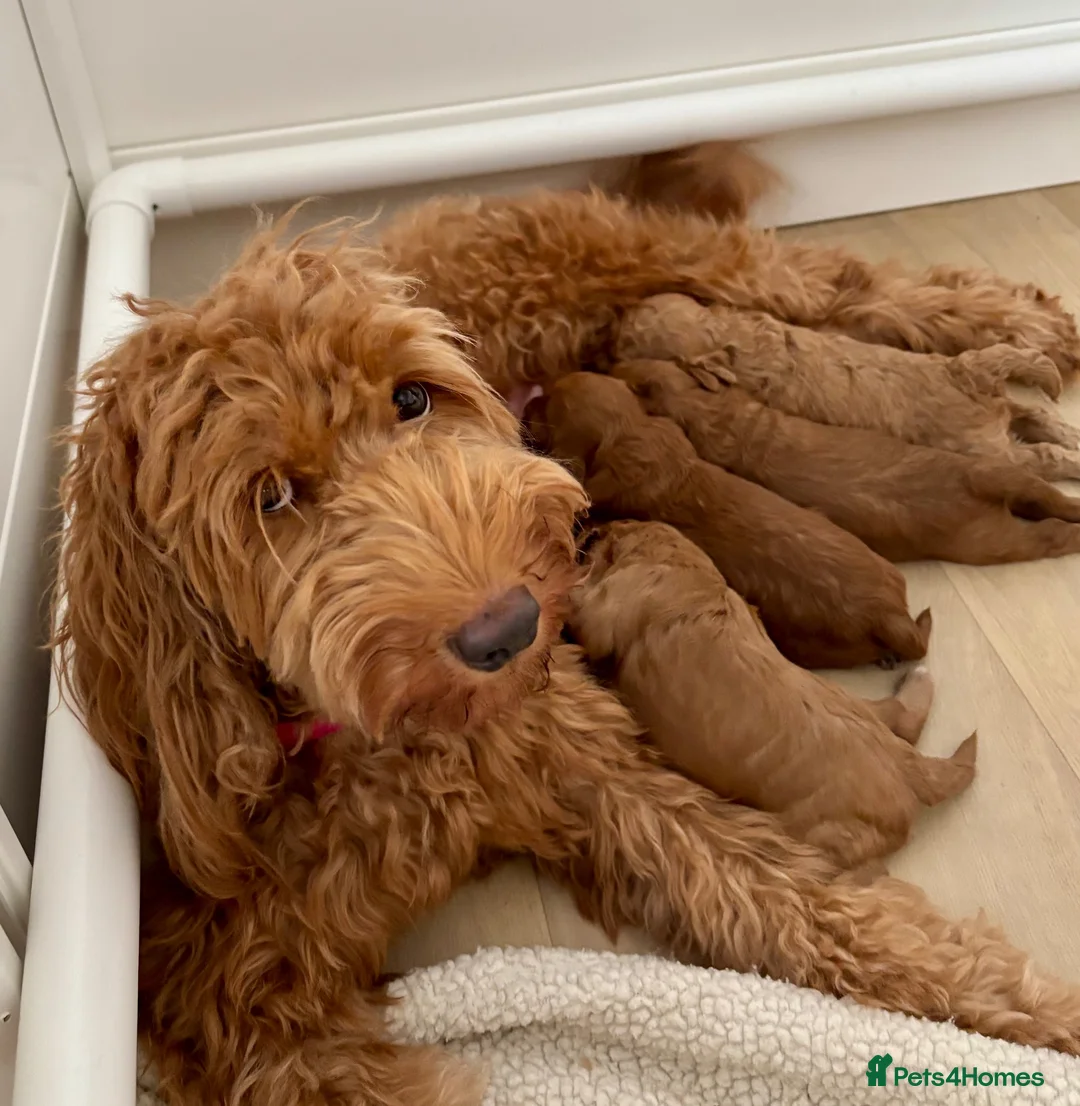 Australian Labradoodle dogs for sale: Australian Double Doodle Miniature puppies. - Advert 1