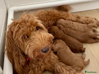 Australian Labradoodle dogs Australian Double Doodle Miniature puppies. - Advert 8