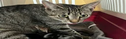 Mixed Breed cats for sale: Beautiful kittens  - Advert 8