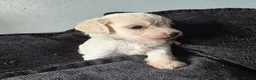 Mixed Breed dogs for sale: 9 Beautiful Cockerchon puppy's ready soon - Advert 6