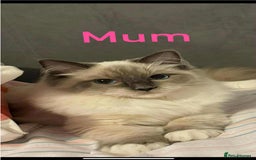 Ragdoll cats for sale: Ragdoll kitten - Image 7