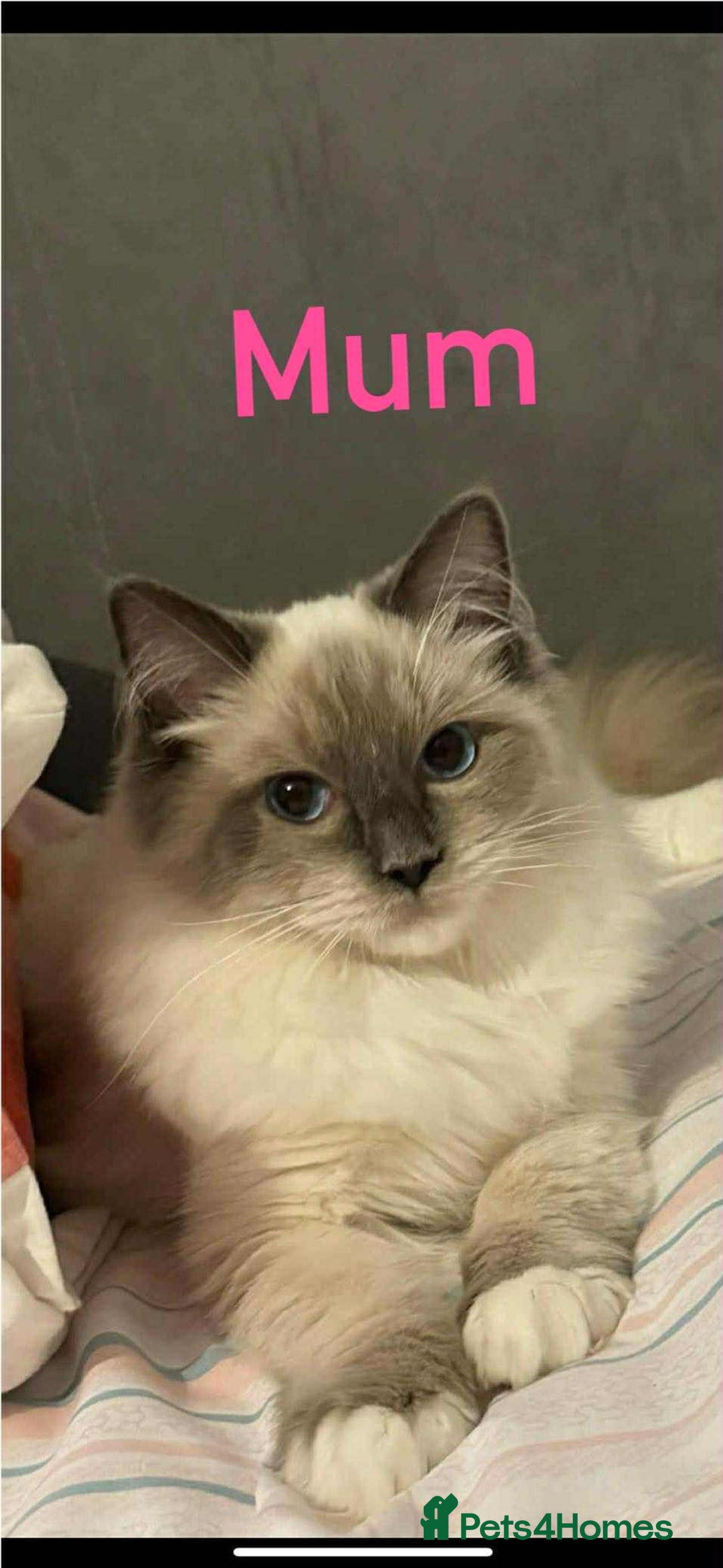 Ragdoll cats for sale: Ragdoll kitten - Image 7