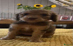 Cockapoo dogs for sale: Cockapoo puppies  - Image 12