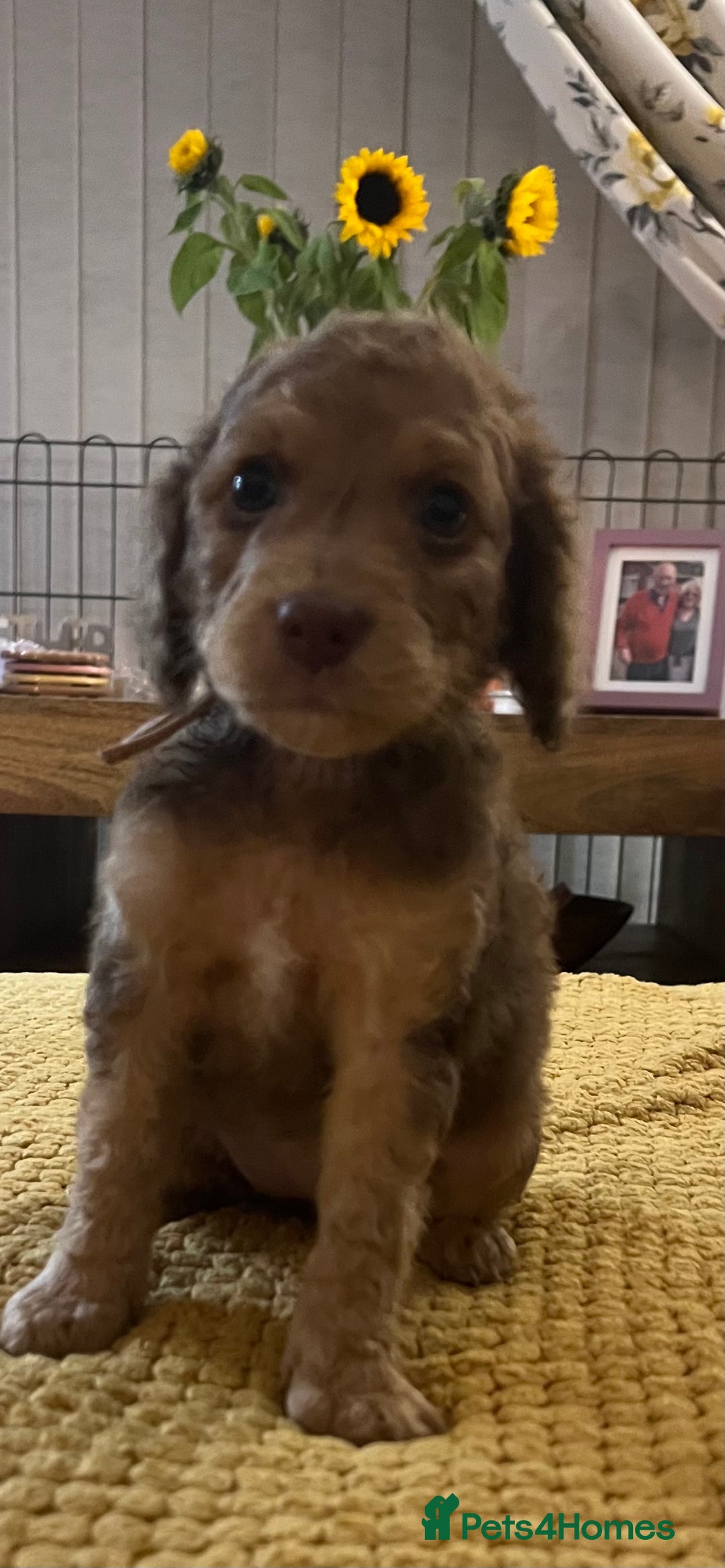 Cockapoo dogs for sale: Cockapoo puppies  - Image 12