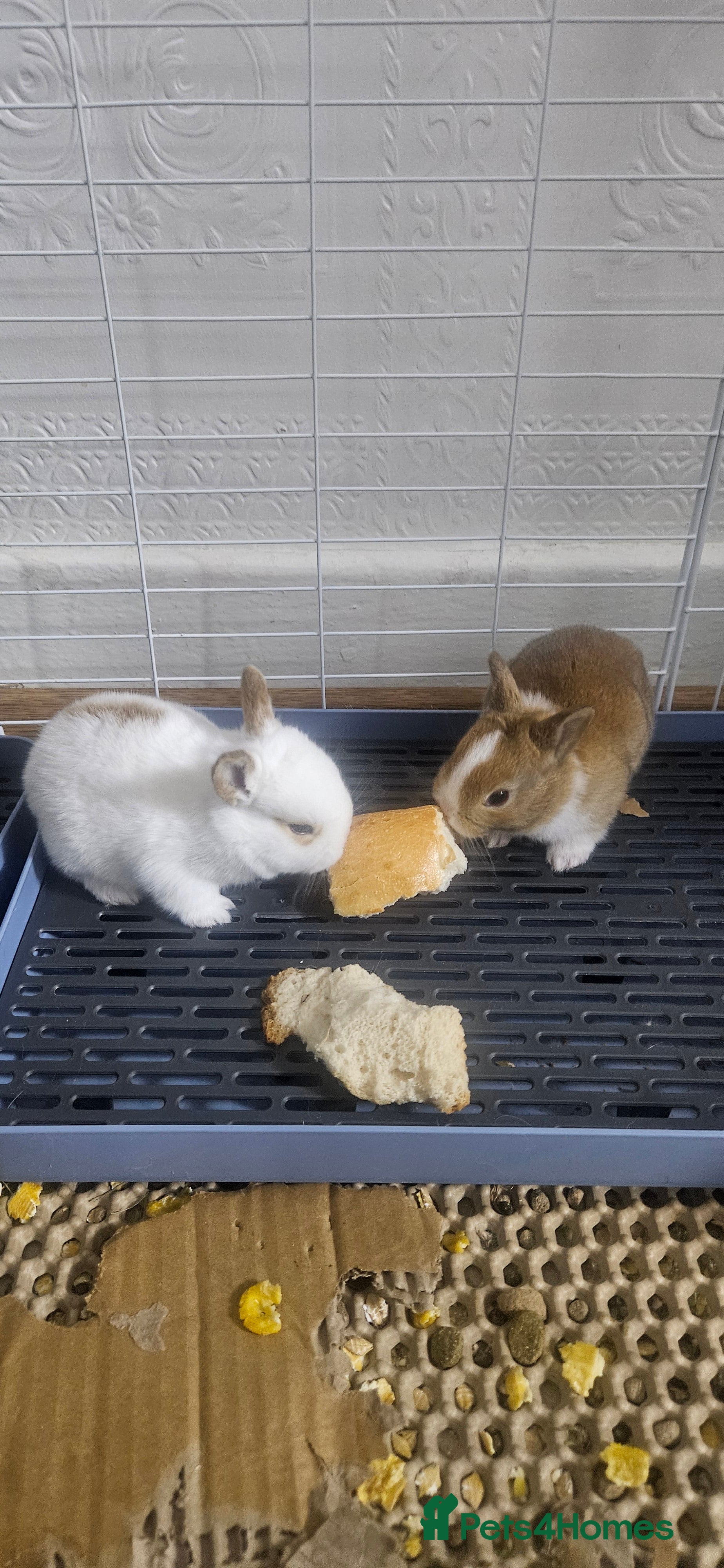 Mixed Breed rabbits They are 2 weeks old .Dutch and Rex rabbits  - Advert 1