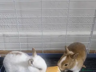 Mixed Breed rabbits They are 2 weeks old .Dutch and Rex rabbits - Advert 10