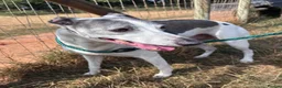 Whippet dogs for adoption: Sky - 18 kg Whippet for Adoption - Advert 2