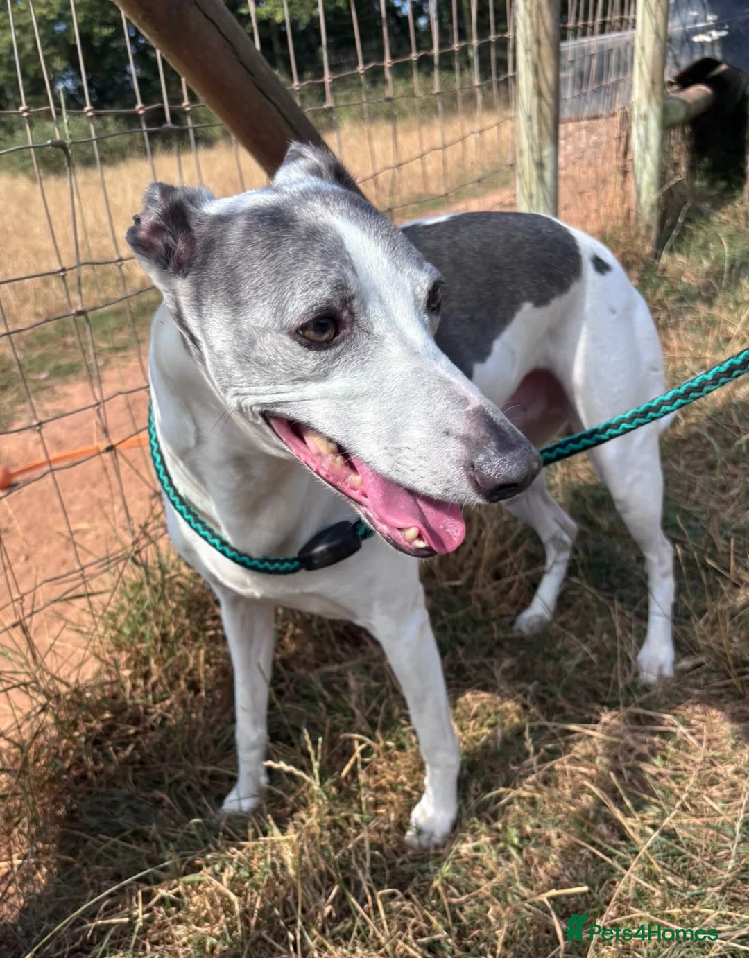 Whippet dogs for adoption: Sky - 18 kg Whippet for Adoption - Advert 2