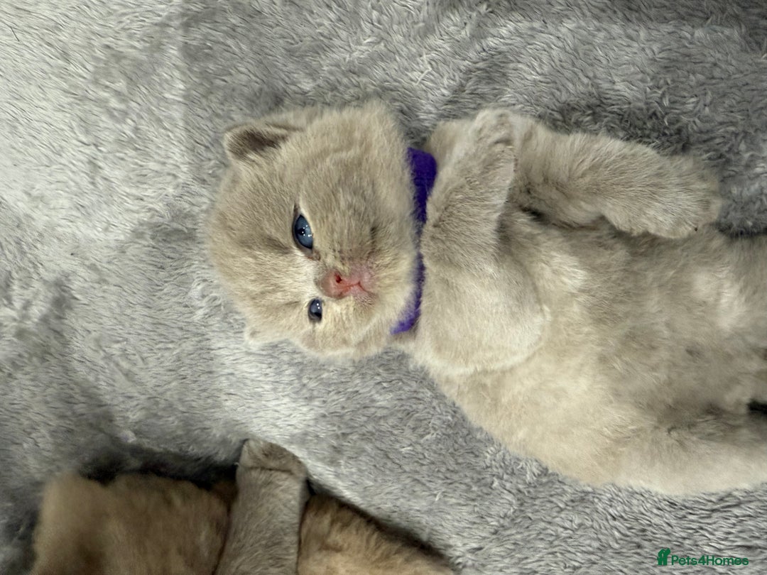 British Shorthair cats for sale: Champions bloodline British Shorthair Kittens! 🐾  - Image 7