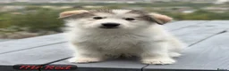 Alaskan Malamute dogs for sale: Champion Line KC Reg Alaskan Malamute Puppes    - Advert 20