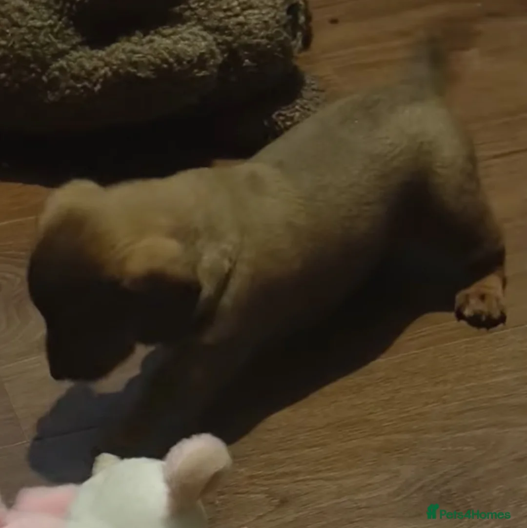 Dachshund dogs for sale: Dachshund puppies - Advert 11