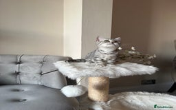 British Shorthair cats for sale: SILVER TABBIES - Registered & Full Pedigree - Image 34