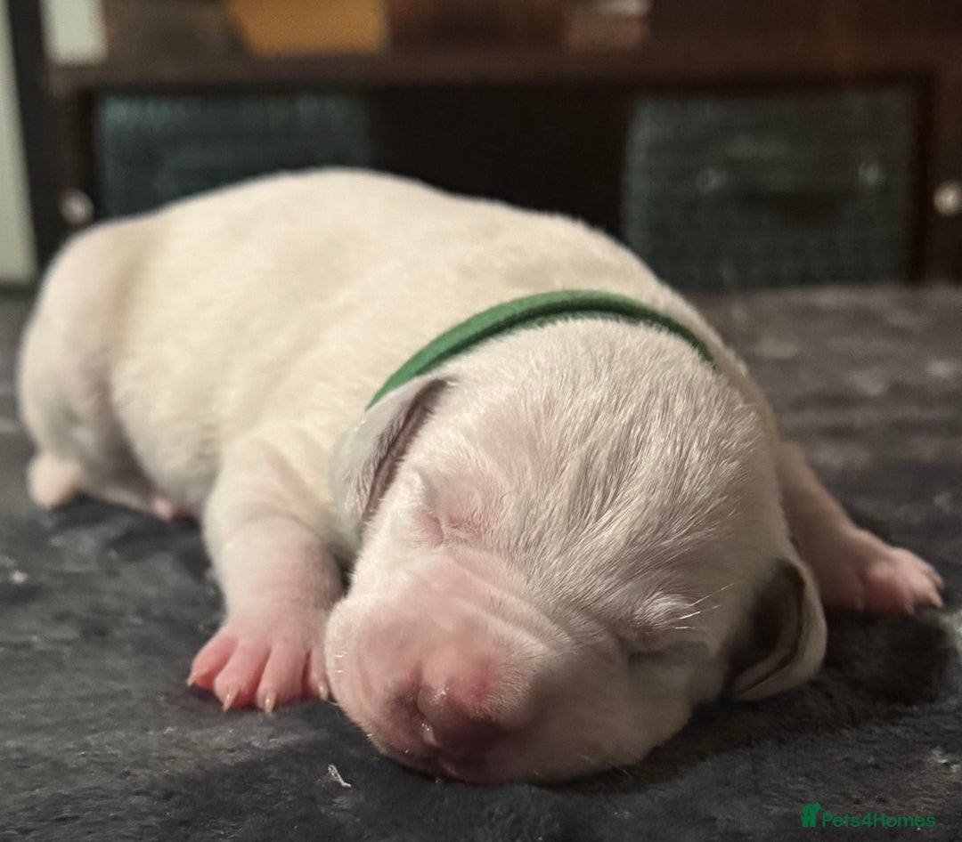 Dalmatian dogs for sale: KC Registered Dalmatian pups! - Advert 25