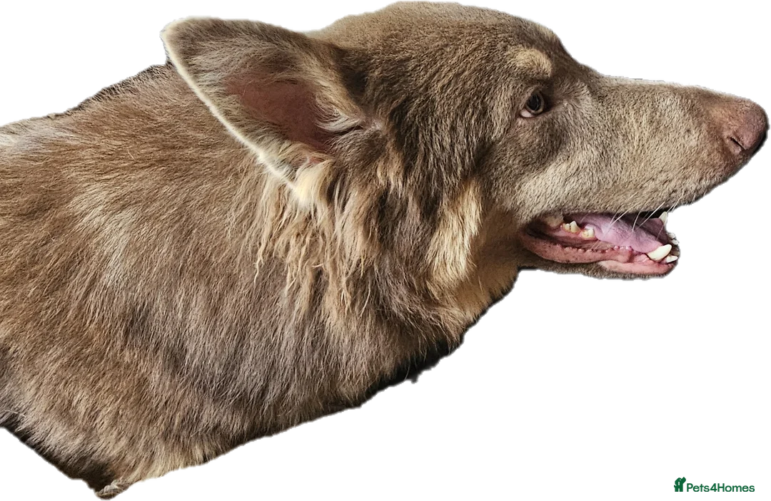 German Shepherd dogs for stud: KC health tested Isabella for stud  in Bedford - Advert 4