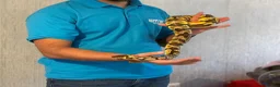 Python Snake reptiles for sale: Pastel Enchi Royal Python with 4 foot setup - Advert 8