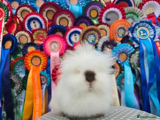 Lionhead rabbits Gorgeous Purebred Lionheads available - Advert 10