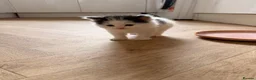 Mixed Breed cats for sale: BSH x Turkish Van kittens - Advert 3