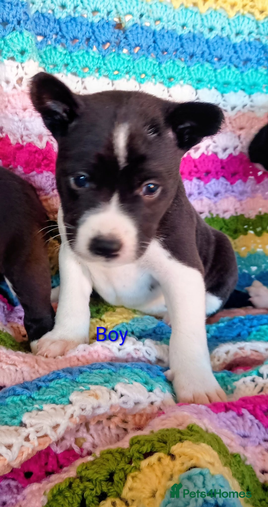 Basenji dogs for sale: Basenji pups  - Advert 1