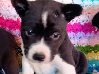 Basenji dogs Basenji pups - Advert 2