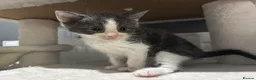 Domestic Shorthair cats for sale: Sweet Little Kittens Looking for New Loving Homes in Birmingham - Advert 2