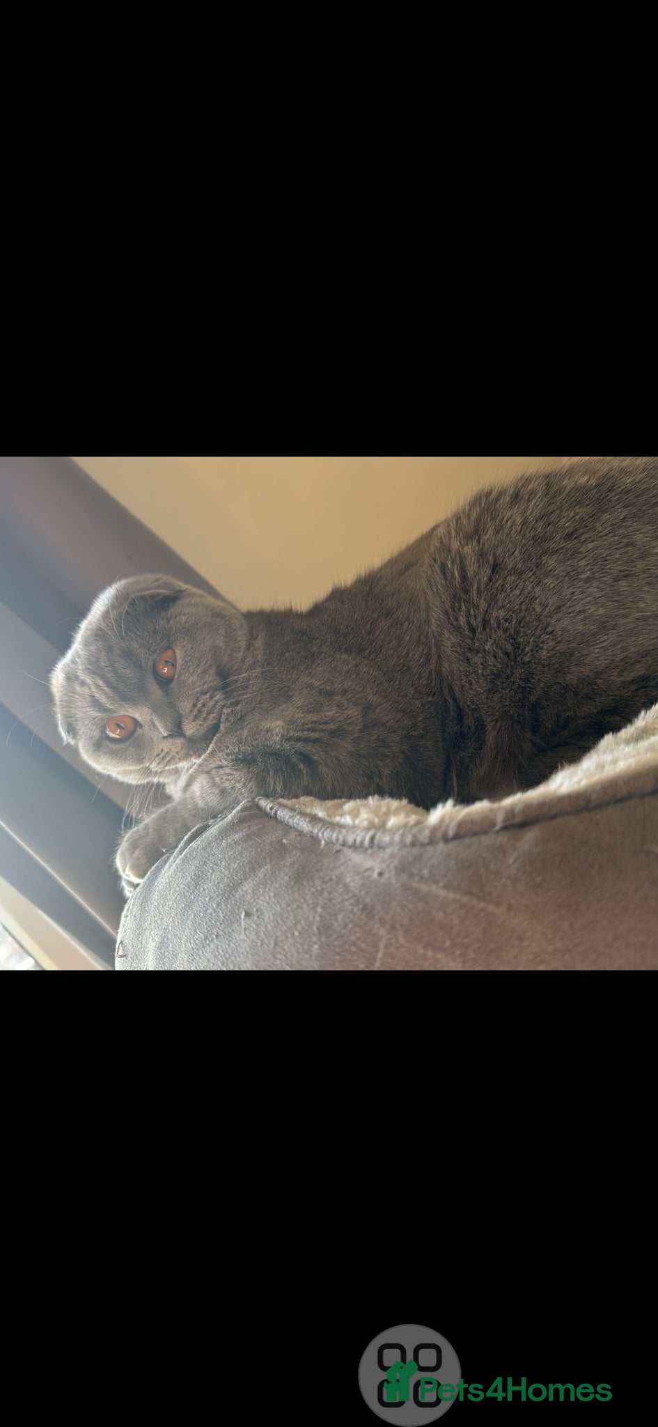 Scottish Fold cats Schotis straight and fold - Advert 4