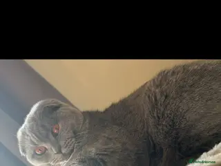 Scottish Fold cats Schotis straight and fold - Advert 4