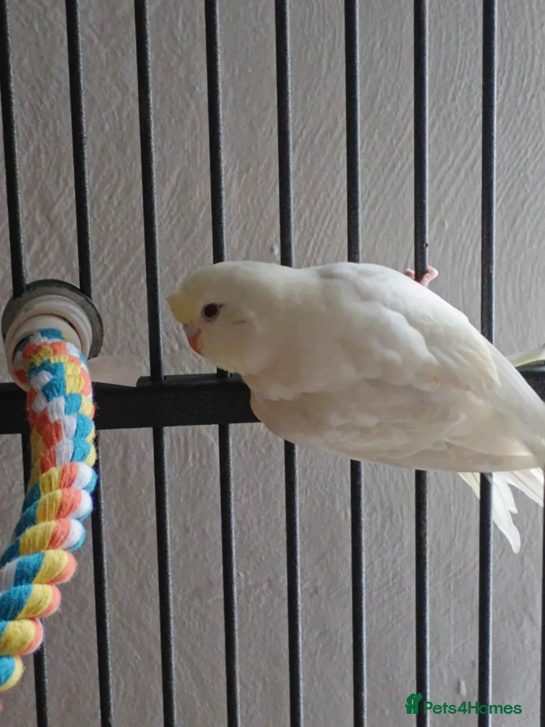 Budgerigars birds for sale: Yellow Face Albino Budgie in Skelmersdale - Advert 2
