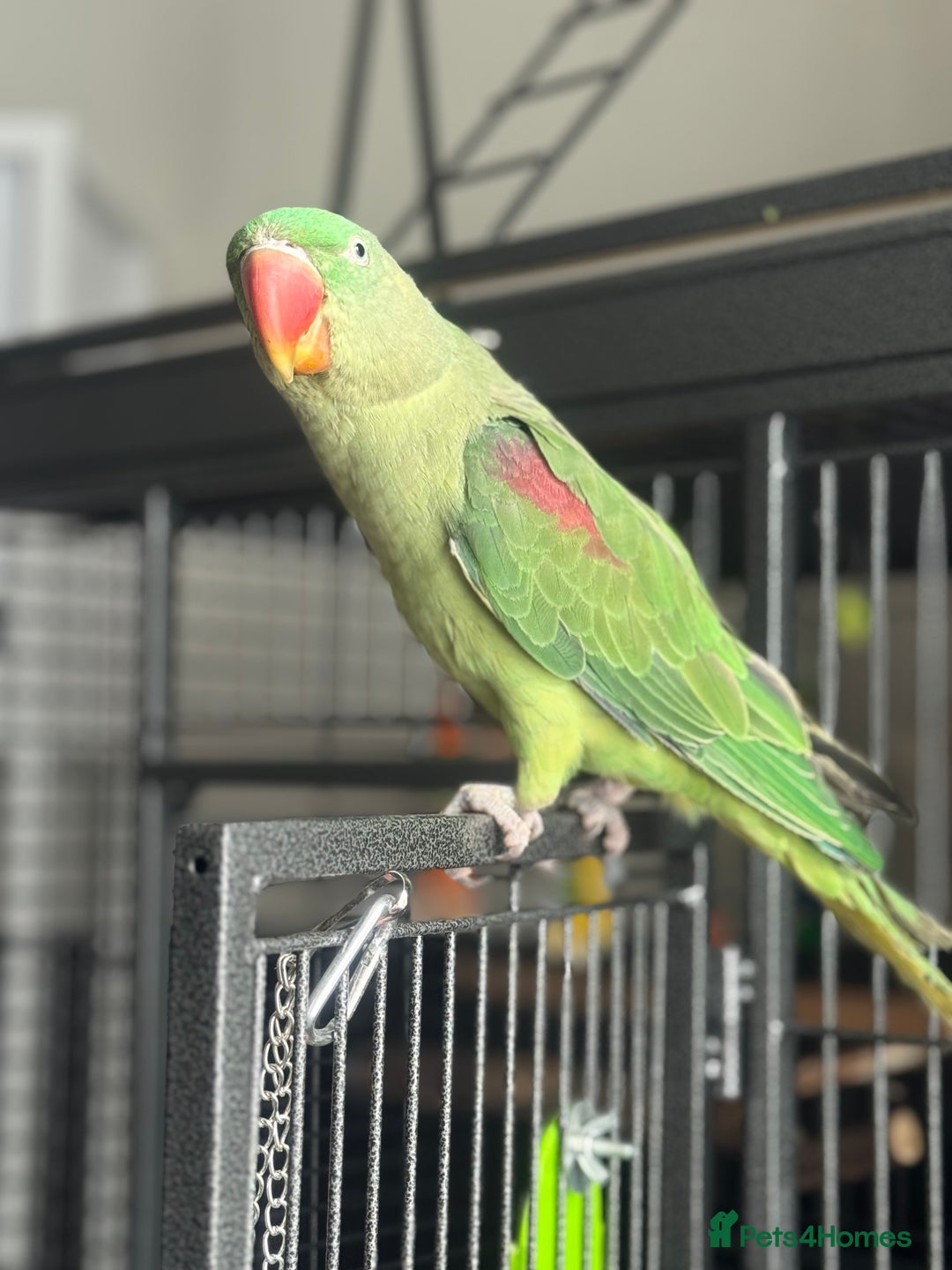 Conures birds for sale: Alexandrian  - Image 9