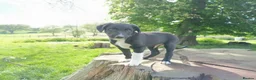 Mixed Breed dogs for sale: Beautiful Huntaway X Collie Pups - Advert 3
