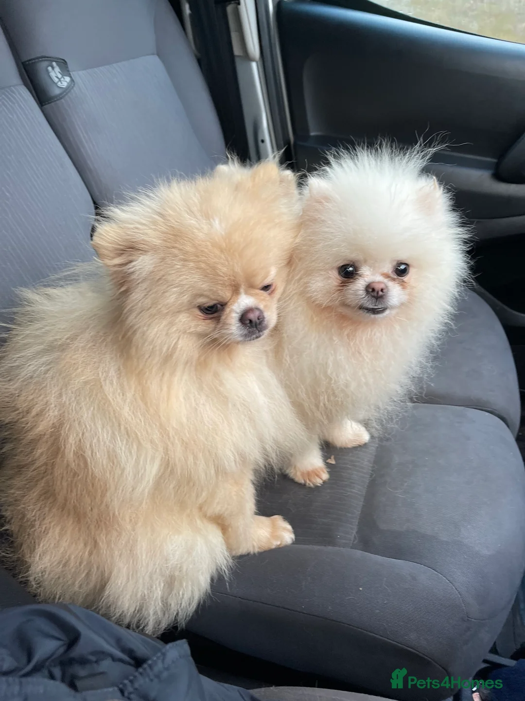 Pomeranian dogs for stud: Biggest Quality Pom StudTeam In uk  in Pontefract - Advert 28