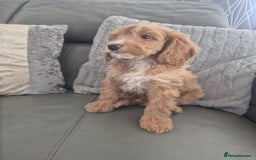 Cockapoo dogs for sale: F1 cockapoo - Ready Now - Image 19