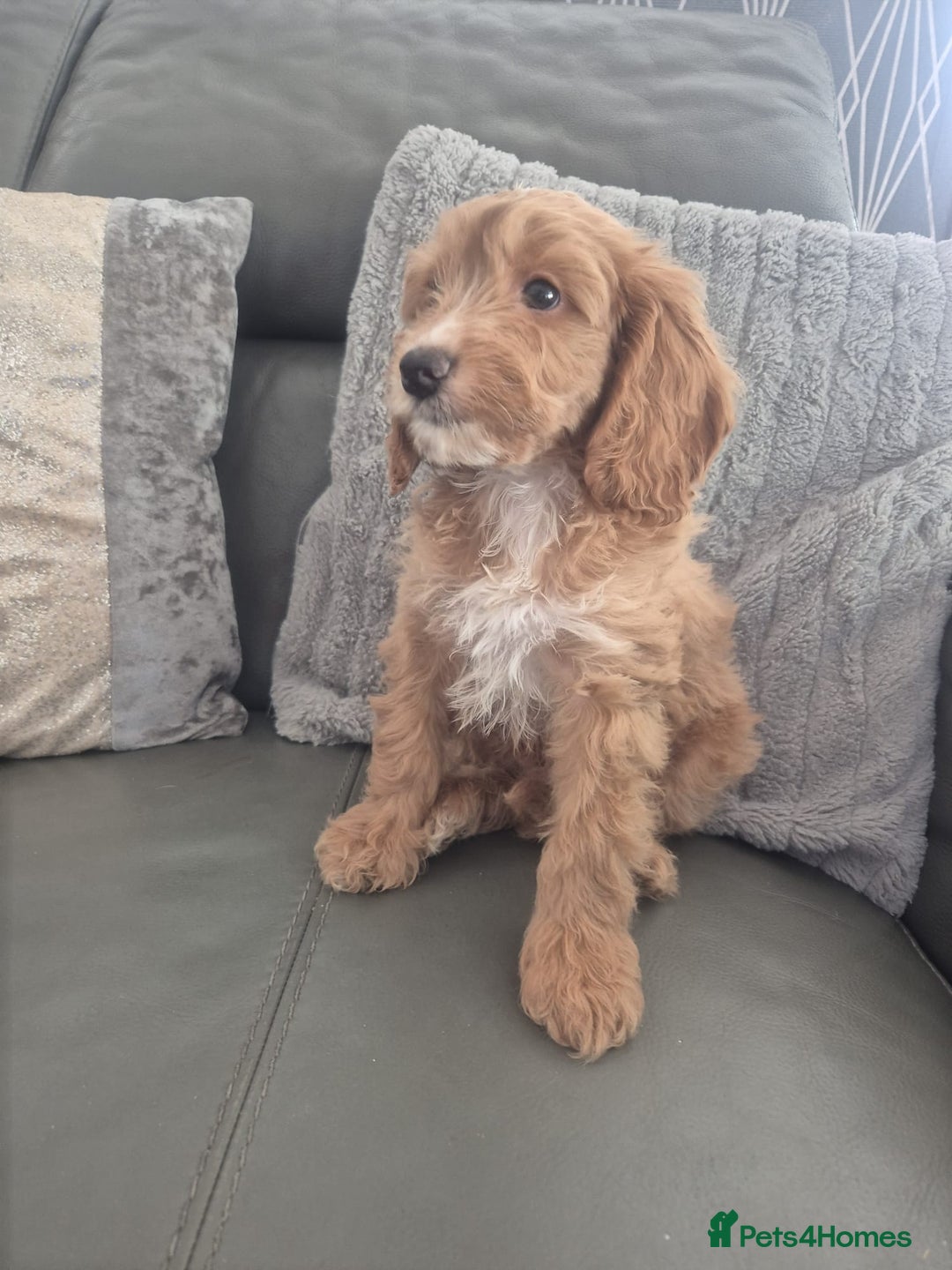 Cockapoo dogs for sale: F1 cockapoo - Ready Now - Image 19