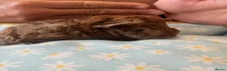 Guinea Pig rodents for sale: 2 male guinea pigs bonded pair  - Advert 2