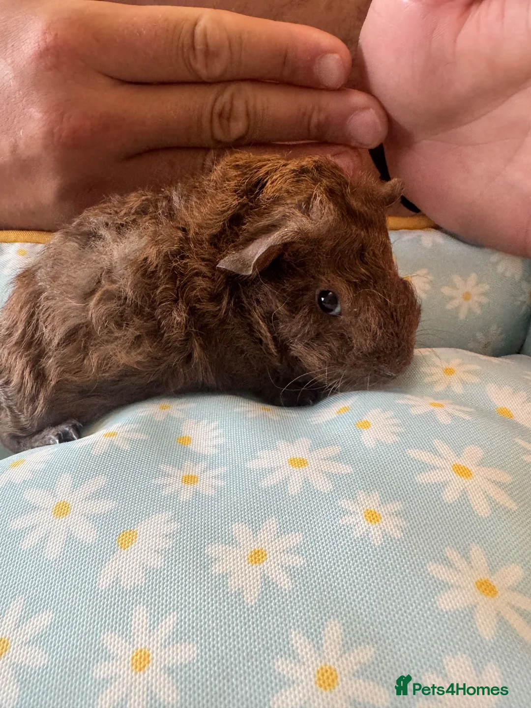Guinea Pig rodents for sale: 2 male guinea pigs bonded pair  - Advert 2
