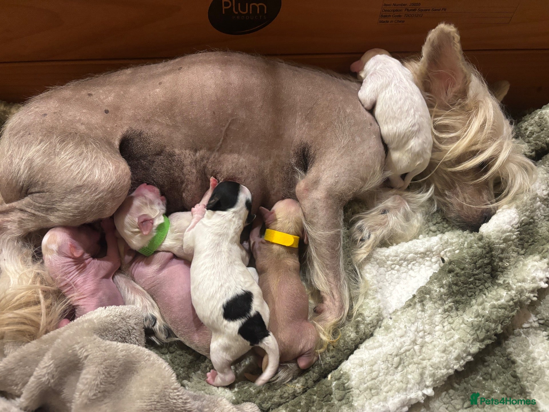 Chinese Crested dogs for sale: Chinese crested Powderpuff boys - Advert 14