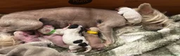Chinese Crested dogs for sale: Chinese crested Powderpuff boys - Advert 1