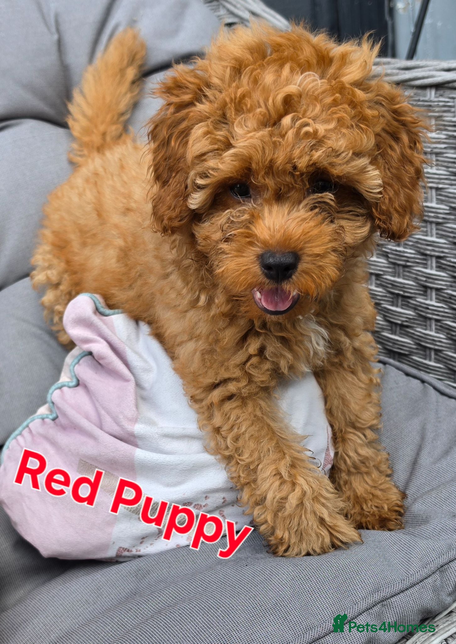 Maltipoo dogs 🐶3 boys left looking for their forever home🐶  - Advert 2