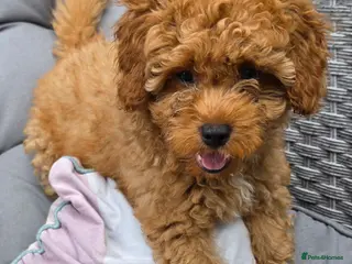 Maltipoo dogs 🐶3 boys left looking for their forever home🐶 - Advert 3