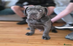 Cane Corso dogs for sale: Cane corso puppies  - Image 18
