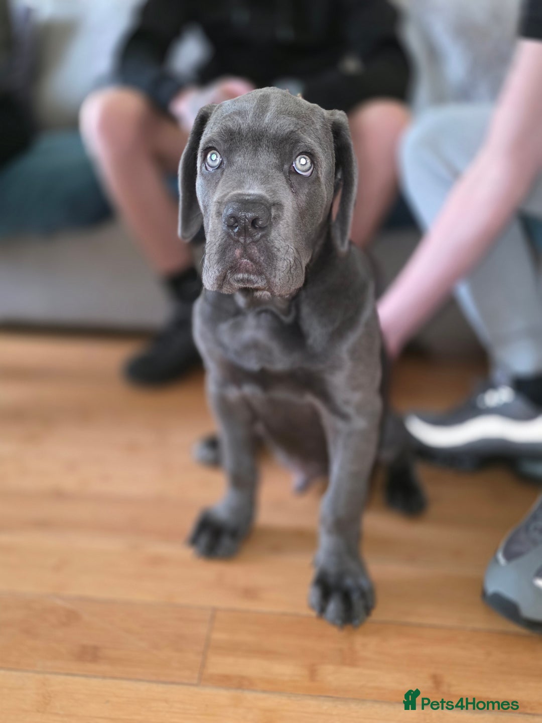 Cane Corso dogs for sale: Cane corso puppies  - Image 18