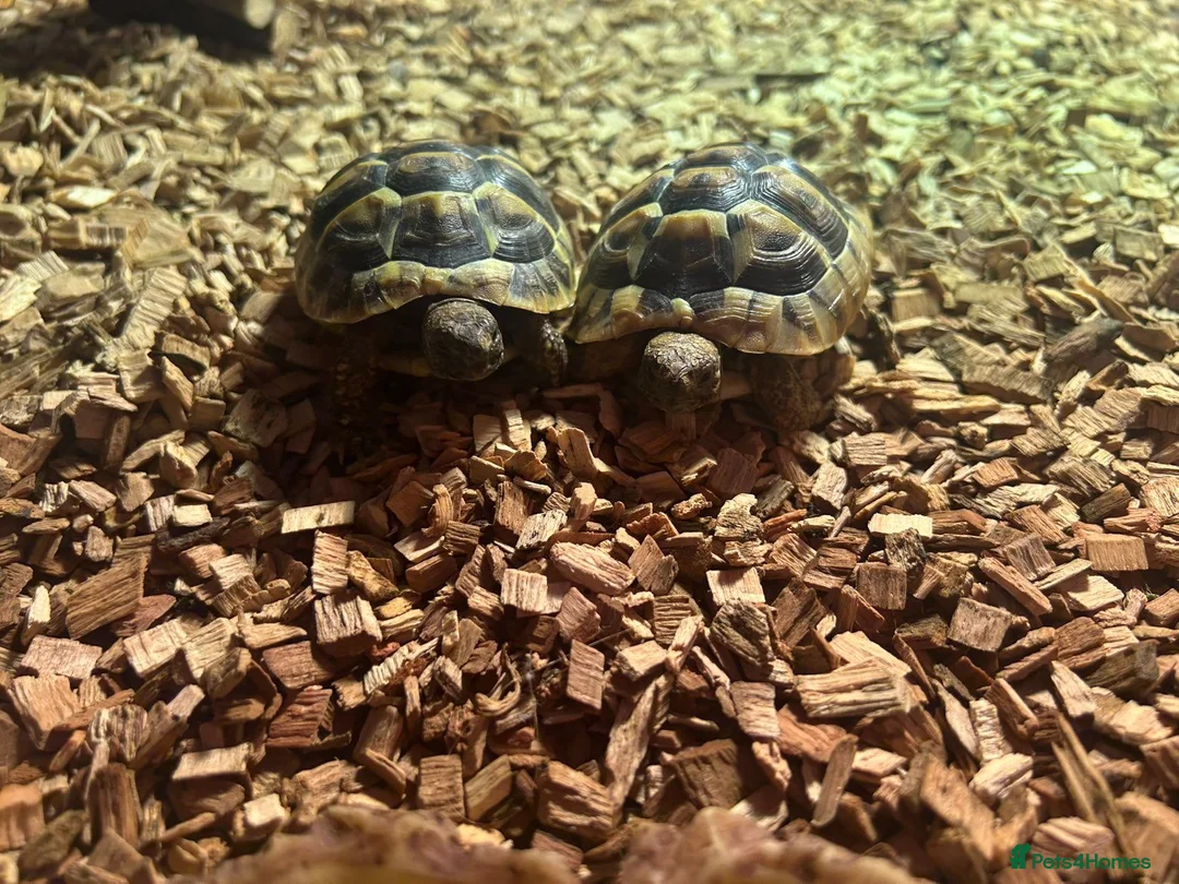 Hermann Tortoise reptiles for sale: 2 Hermann tortoises and table - Advert 2