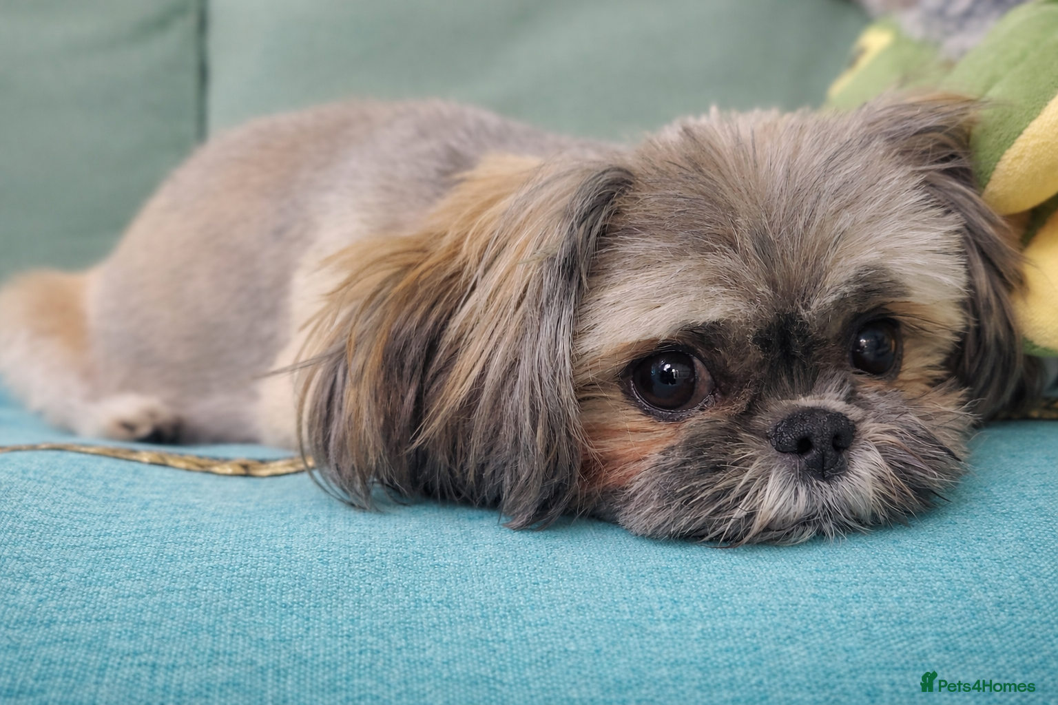Shih Tzu dogs 🐾❤️ Stunning Shih Tzu puppies - Advert 2