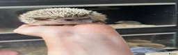 Pygmy Hedgehog rodents for sale: African Pygmy hedgehog  - Advert 5