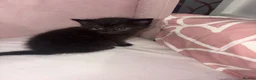 Mixed Breed cats for sale: Kittens ready to go  - Advert 3