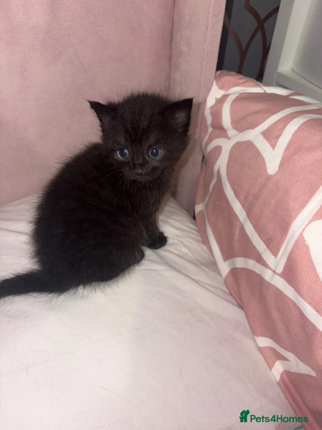 Mixed Breed cats for sale: Kittens ready to go  - Advert 3