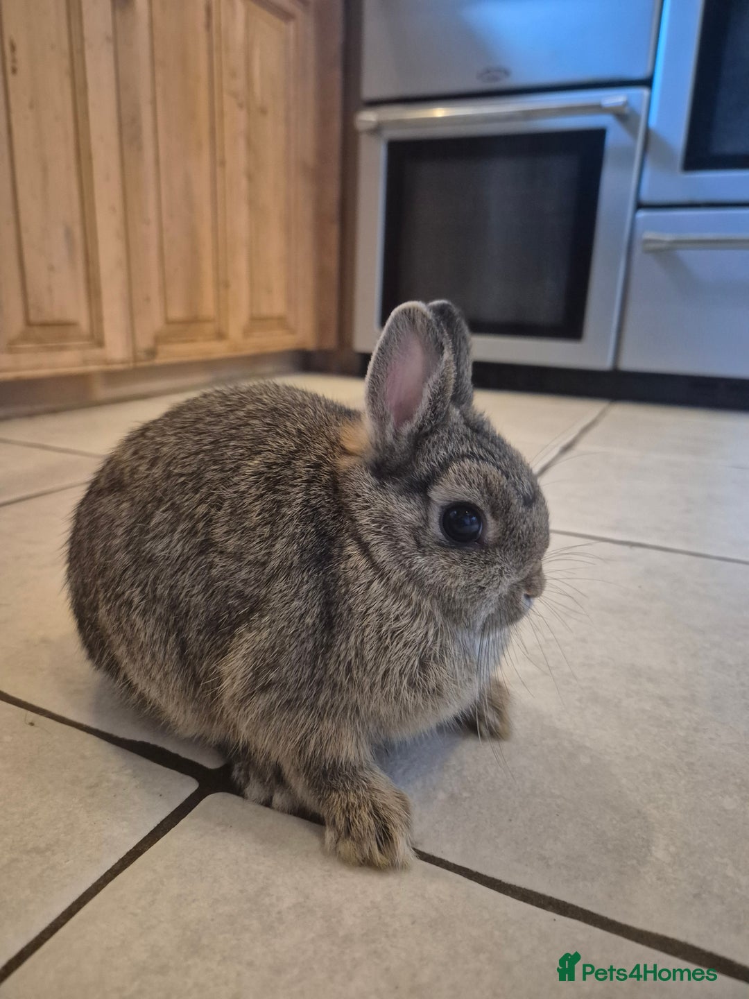 Netherland Dwarf rabbits for sale: Gorgeous boy available 💙  - Advert 2
