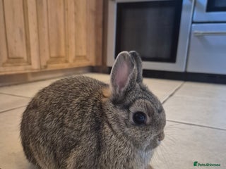 Netherland Dwarf rabbits Gorgeous boy available 💙 - Advert 4