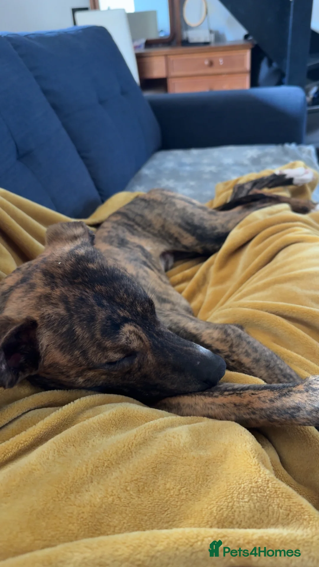 Lurcher dogs for sale: 11 month old lurcher  Zeeke - Advert 1
