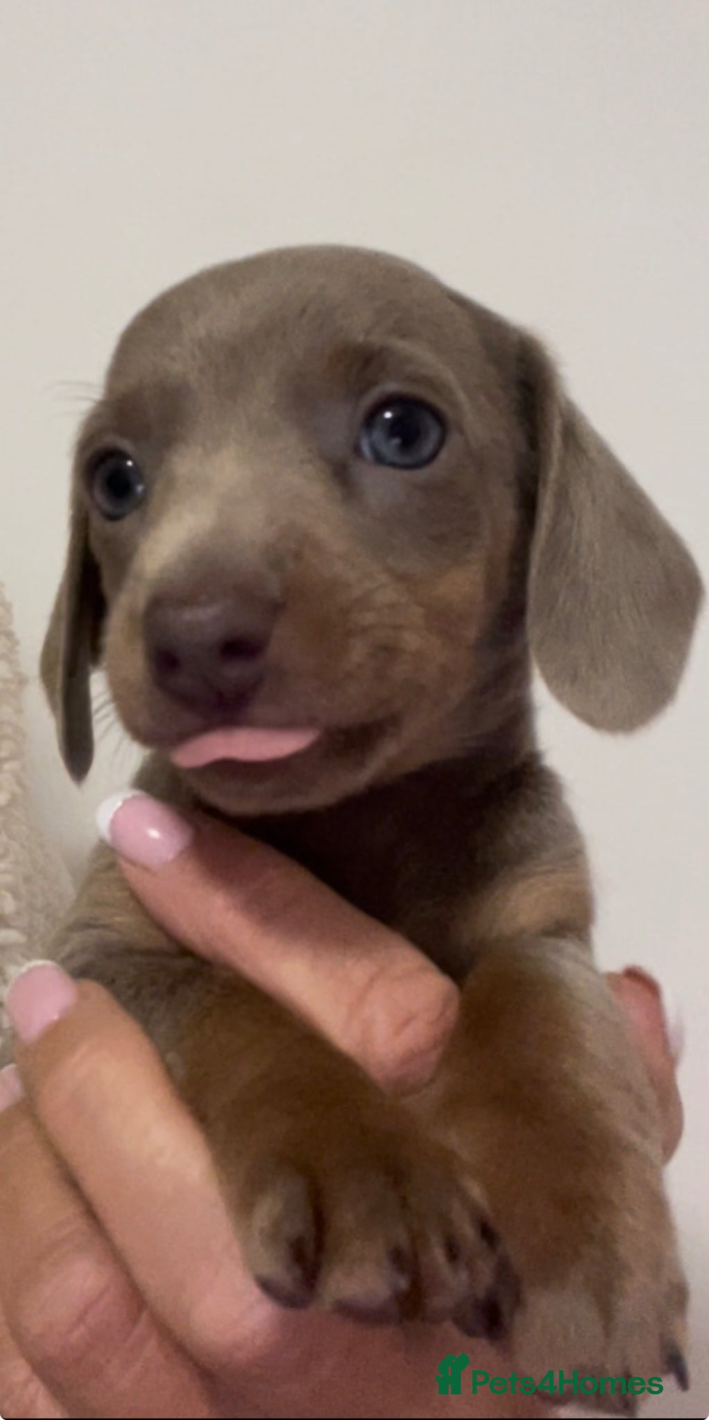 Dachshund dogs Stunning Dapple & Isabella Dachshunds  - Advert 2