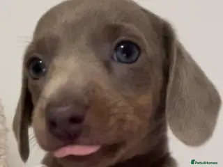 Dachshund dogs Stunning Dapple & Isabella Dachshunds - Advert 6